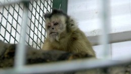 Hayvanat bahçesinden firar eden maymun elektrik akımına kapılarak yaralandı