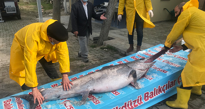 Marmara Denizi açıklarında dev ‘Kılıç Balığı’ yakalandı