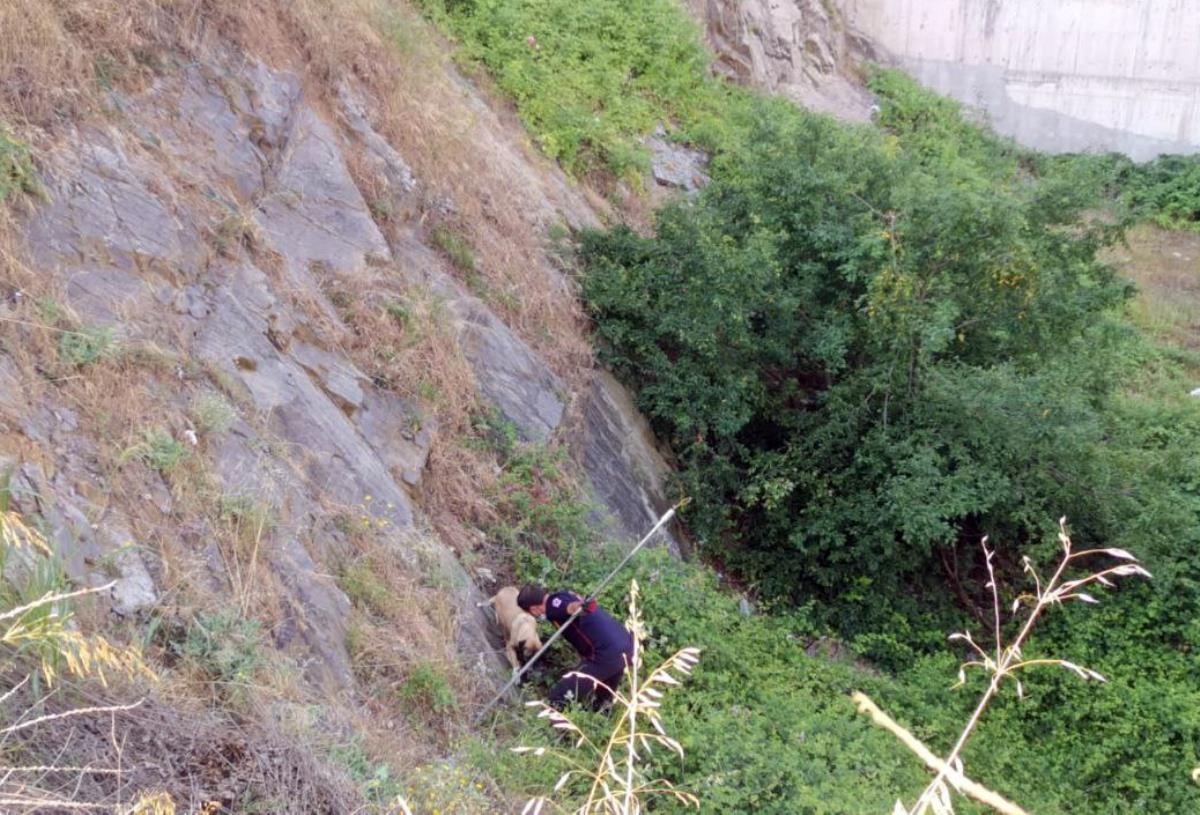 Son dakika! Kocaeli de itfaiye ekipleri dikenlerin arasında mahsur kalan köpeği kurtardı