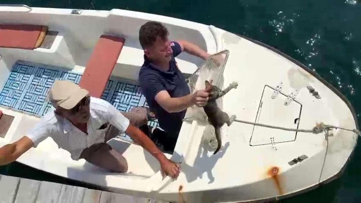 Tekne üzerinde kedi kurtarma operasyonu