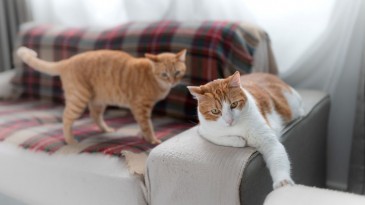 Araştırma: Kediler, arkadaşlarının ve sahiplerinin adını biliyor