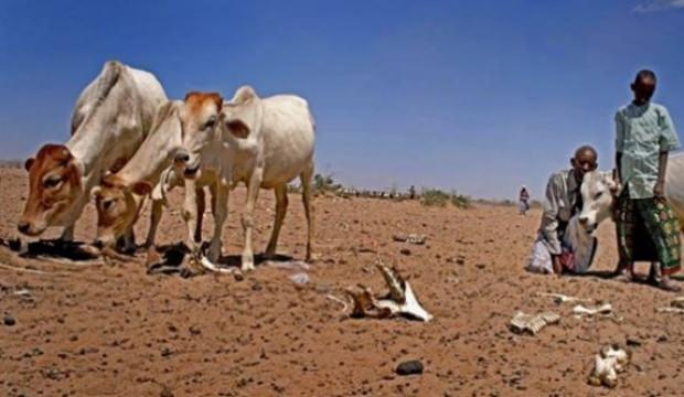 Etiyopya’da kuraklık 1,5 milyon hayvanı telef etti