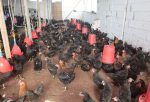 Kocaeli’nde çiftçilere yüzde 50 hibeli yumurta tavuğu desteği