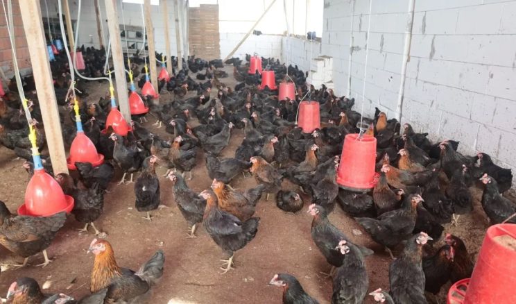 Kocaeli’nde çiftçilere yüzde 50 hibeli yumurta tavuğu desteği